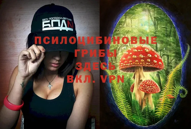 omg как войти  купить   Новая Ляля  Псилоцибиновые грибы Magic Shrooms 